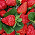 Земляника садовая Эми НАБОР 5ШТ